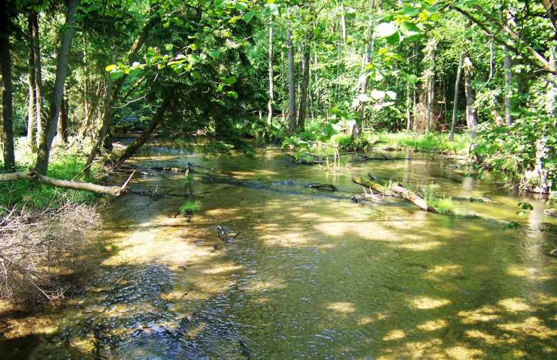 Drawieński Park Narodowy - rozlewisko za Węgornia