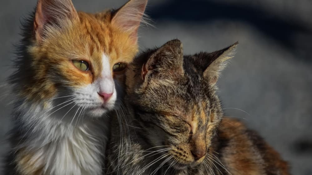 Biblioteka Cypriana Norwida organizuje zbiórkę dla zwierząt