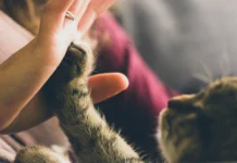 Międzynarodowy Dzień Kota: Wspaniałe pomysły na świętowanie dla miłośników kotów Międzynarodowy Dzień Kota: Wspaniałe pomysły na świętowanie dla miłośników kotów