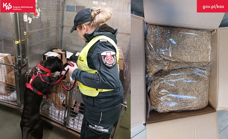 Kontrola przesyłek w Zielonej Górze ujawnia nielegalny tytoń