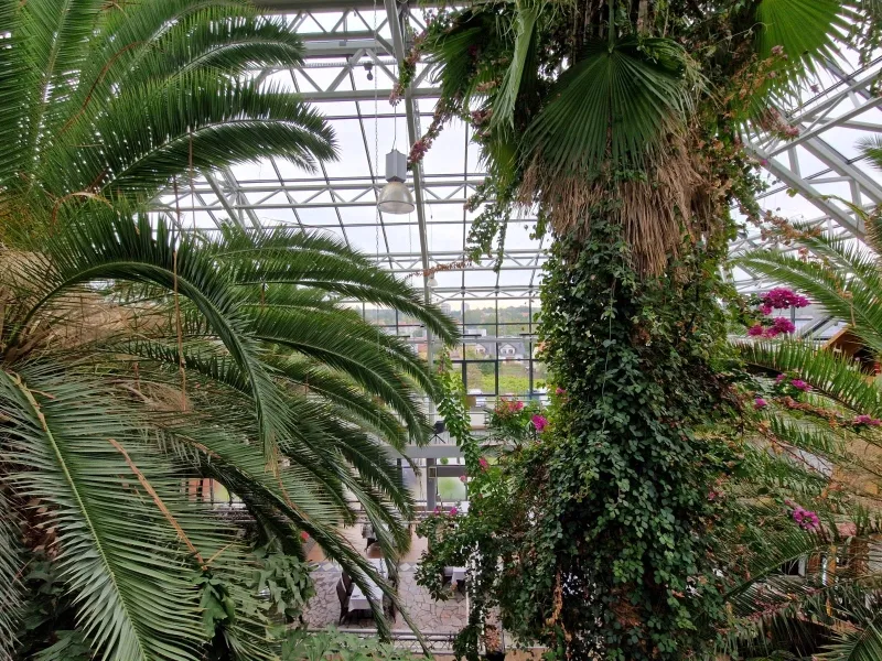 Palmiarnia Zielona Góra, fot. zielonogorski.pl